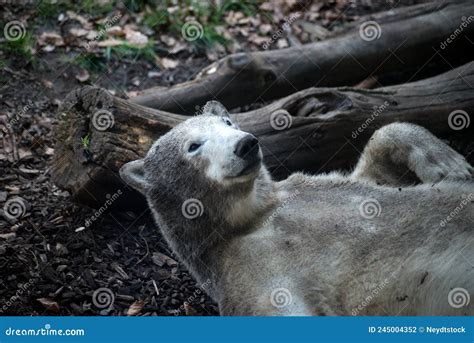 Baby Polar Bear at the Zoologic Park Stock Photo - Image of bear, lying: 245004352