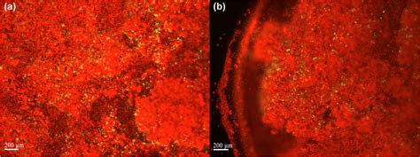 Distribution Of Microalgae And Ps Microplastic Particles In The Inner Download Scientific