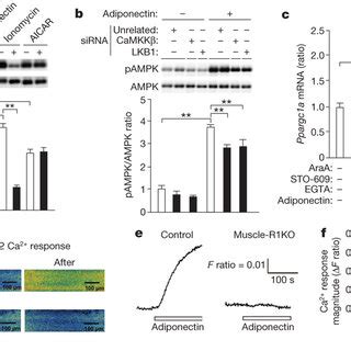 Adiponectin Induced Ca2 Influx Is Required For CaMKK And AMPK