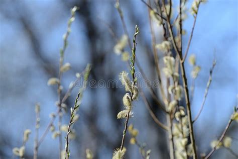Flowering Bush Of Pussy Willow In The Forest Stock Image Image Of Botany Blossom 145899319
