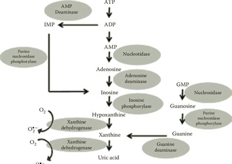 1 Xanthine dehydrogenase is transformed into xanthine oxidase by mild... | Download Scientific ...