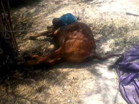 Gay Aur Bache Ka Pyar Youtube