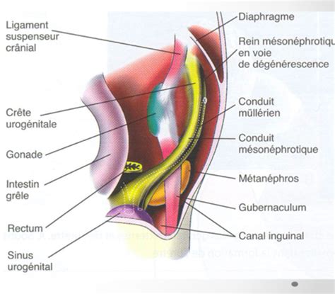 Embryologie De L Appareil G Nital Diff Renciation Testiculaire