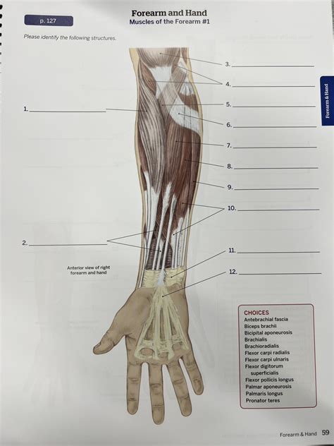 Muscles Of The Forearm1 Diagram Quizlet