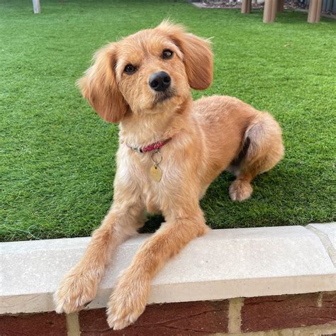 Our 1yr Old F1b Straight Haired Cavapoo 🥰 She Was The Only One Out Of 9