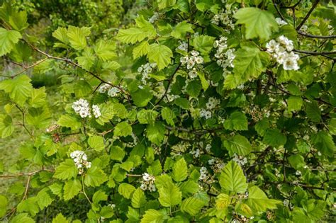 Common Hawthorn Oneseed Single Seeded Crataegus Monogyna Stock Photo