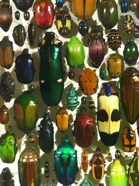 Insectarium Montreal Beetles In Jewel Colors Jewel Colors Glass