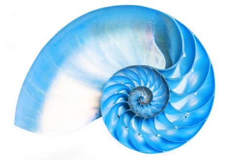 870+ Nautilus Fractal Stock Photos, Pictures & Royalty-Free Images - iStock