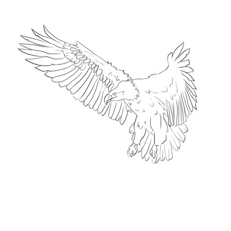 Comment Dessiner Un Aigle Blog Dessindigo