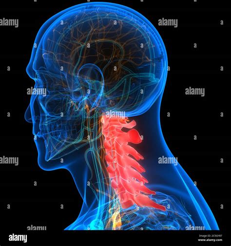 Spinal Cord Vertebral Column Cervical Vertebrae Of Human Skeleton