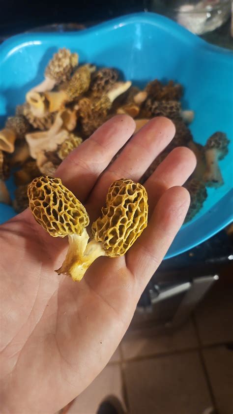 Mutant Morel Rmorelhunting