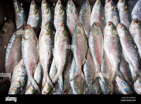 Lots of Hilsa Fish arrange in alignment Stock Photo - Alamy