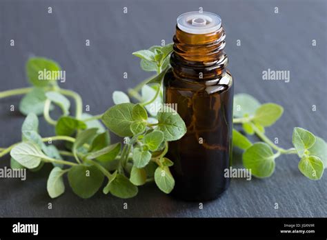 A Bottle Of Oregano Essential Oil With Fresh Oregano Leaves On A Dark