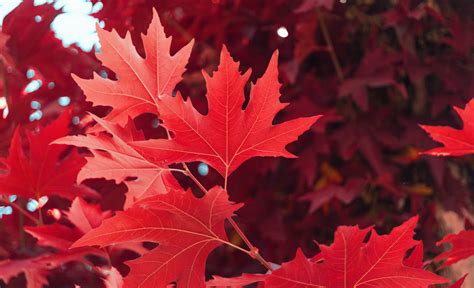 Red Maple Leaves · Free Stock Photo