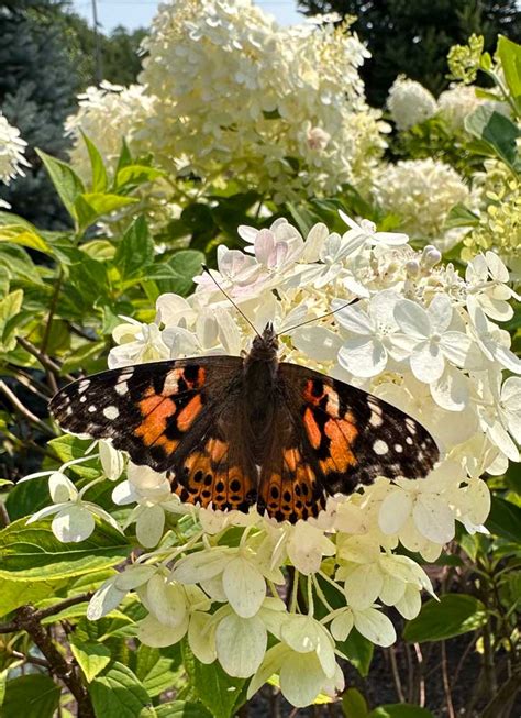 Community Members Release More Than Butterflies To Honor Loved Ones