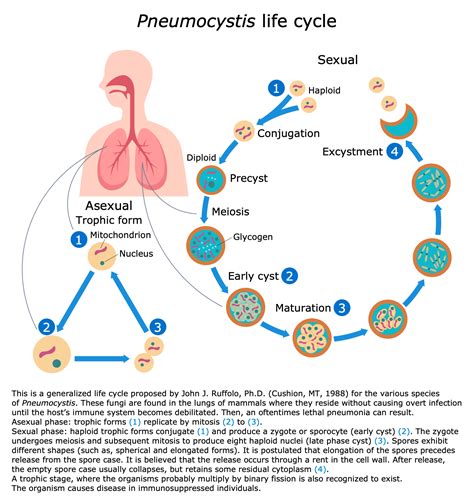 Medical Mycology Solution