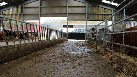 37 Beef Cattle Shed Design Uk With Simple Design Sample Design With