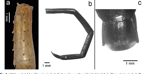 Figure From Primer Registro De Scolopendra Morsitans Y Rhysida