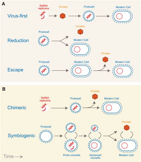 Models Of Viral Evolution A Classic Frameworks Of Viral Evolution Download Scientific