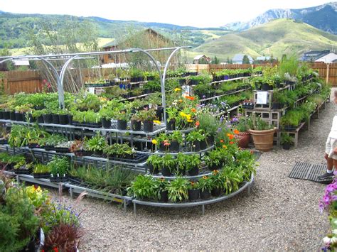Perennial Plants for Your Garden