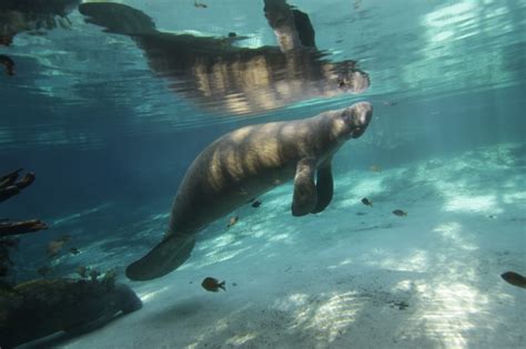 Kayaking with Manatees Kayak with a Manatee