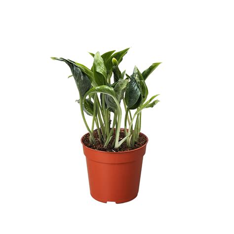 Pothos 'Shangri La' – Diane's Plants