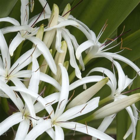 Swamp Lily – Australian Native Plant Tubestock