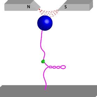 BASIC COMPONENTS OF A SINGLE MOLECULE EXPERIMENT SETUP: The DNA strand ... 