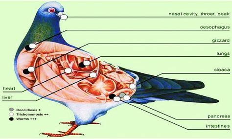 7 Best types of pigeons ideas | pigeon breeds, homing pigeons, dove pigeon