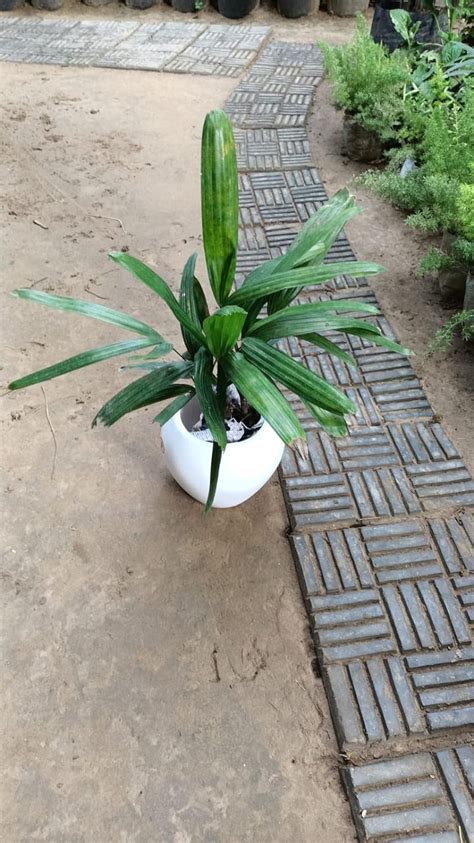 MAAN ORGANIC FARMS Broadleaf Lady Palm Bamboo Palm Raphis Palm Rhapis