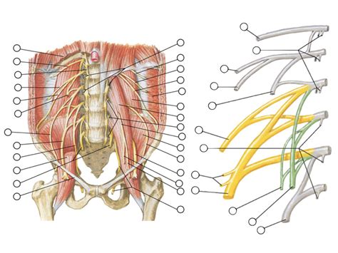 Lumbar Plexus Matching Diagram Quizlet