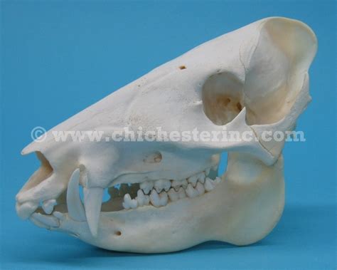 Javelina Skulls Collared Peccary Skulls Musk Hog Skulls