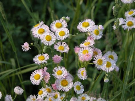 Kentucky Wildflowers 042 Steven Bishop Flickr