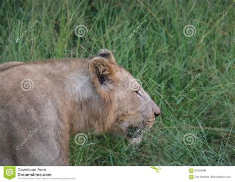 Afrion Lion In The Savannah At The Hlane Royal National Park Royalty