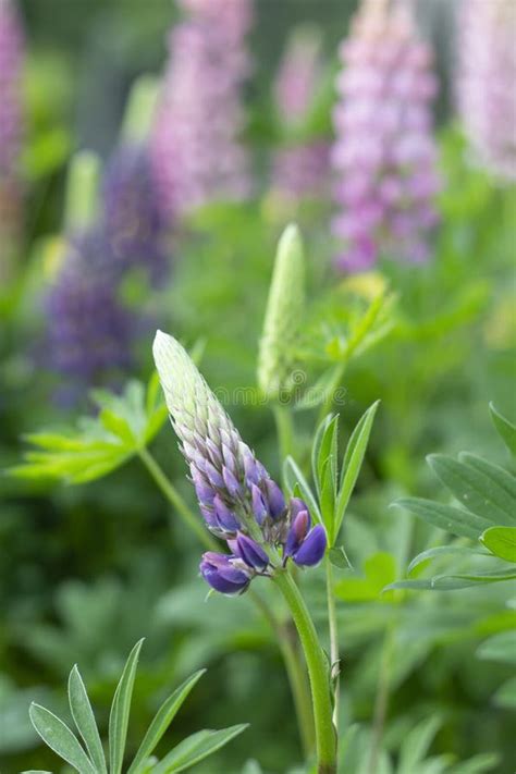 Lupin Flower Closeup in Garden Stock Image - Image of pink, plant: 150034001