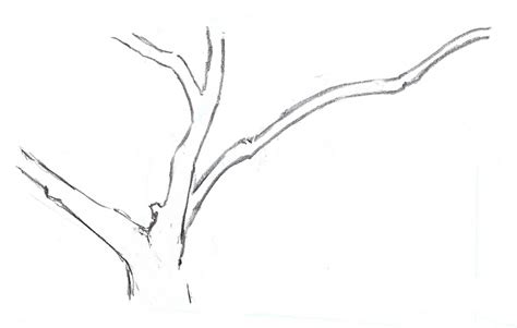 How To Draw Tree Branch Drawing Word Searches