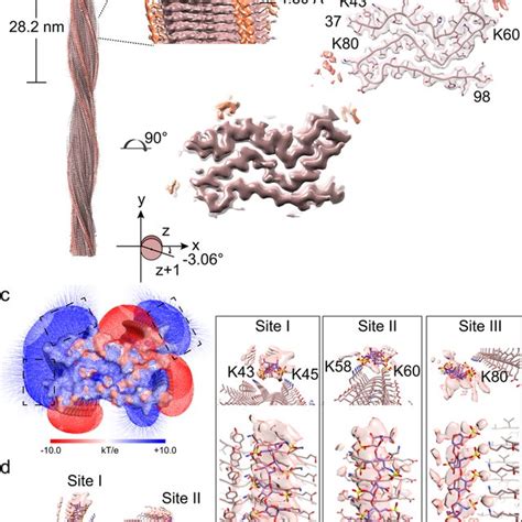 Schematic Diagram Of The Polymorphism Of α Syn Fibrils Induced By