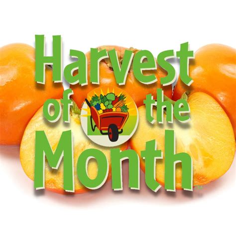 Harvest of the Month: Persimmons | Wavecrest Cafe Vista USD Nutrition