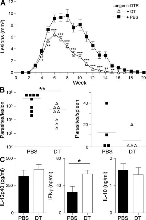 Selective Depletion Of LC Leads To Reduced Lesion Vol Umes A Groups