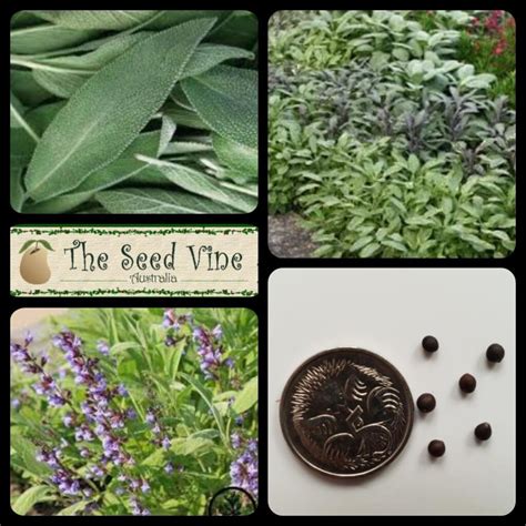 Salvia Officinalis Common Sage The Seed Vine