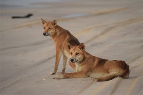 The Dingoes on Fraser Island (K’gari) Are Dangerous