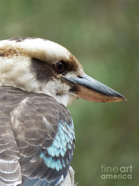 Blue Winged Kookaburra Photograph By Christy Garavetto Fine Art America