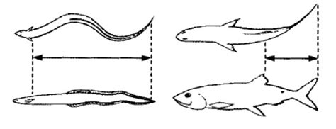 The modes of swimming of fishes. (a) The anguilliform motion of an eel ...