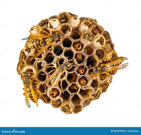 Wasp Nest With Wasps Stock Image Image Of Danger Natural 281373703