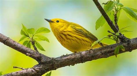 Six Eye-Catching Warblers That Deserve Your Attention | Audubon