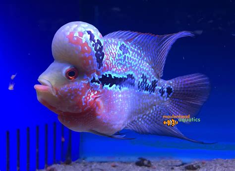 Flowerhorn Cichlid Flowerhorn Female Freshwateraquatica