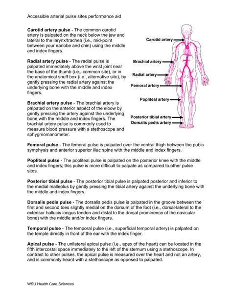 Palpate Brachial Pulse