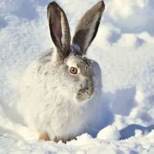 White-Tailed Jackrabbit - Facts, Diet, Habitat & Pictures on Animalia.bio