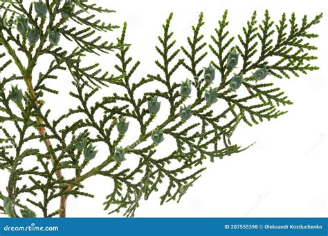 Green Arborvitae Branch Isolated On The White Background Thuja Branch