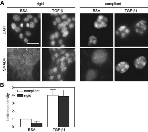 Matrix Rigidity Regulates A Switch Between Tgf β1induced Apoptosis And